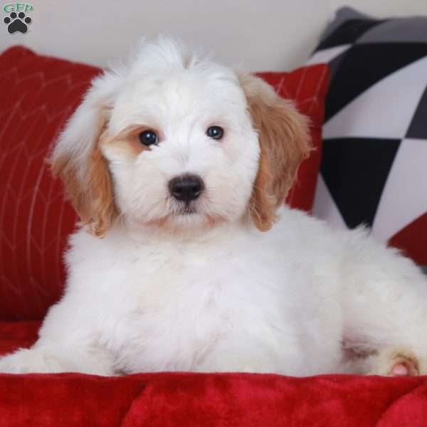 Patches, Golden Mountain Doodle Puppy